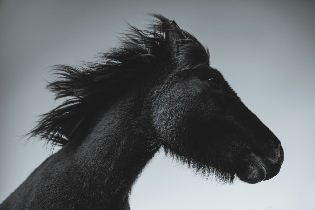 icelandic-horse-black-and-white